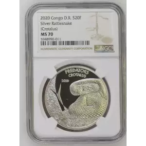 2020 Silver Rattlesnake (Crotalus) (2)