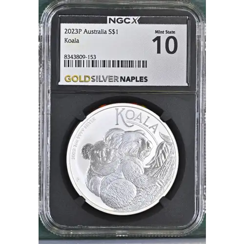 2023P Koala (2)